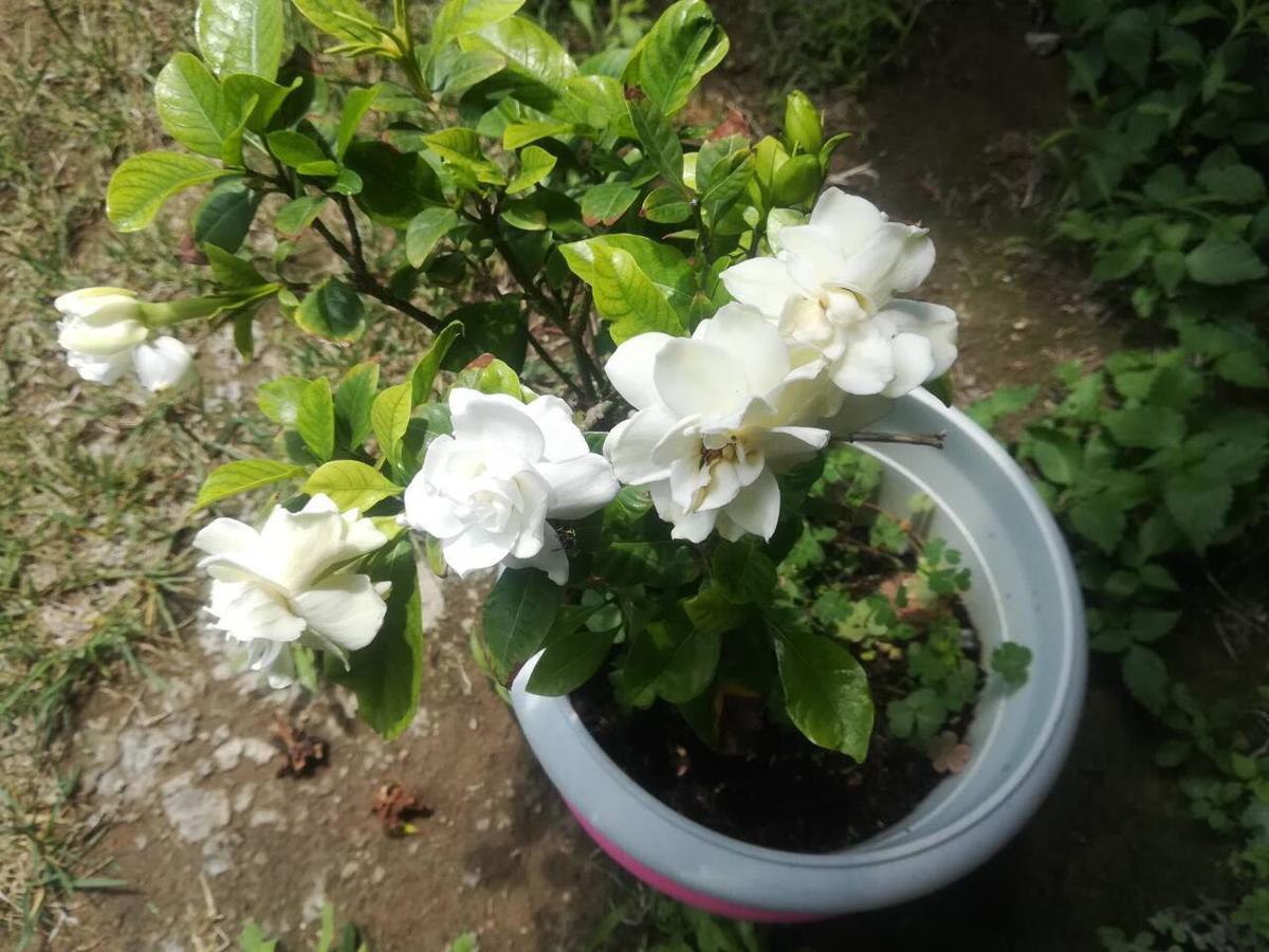Ferienwohnung Rose Garden Kalamata Exterior foto